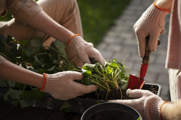 Zwei Menschen pflanzen Setzlinge im Garten, tragen Gartenhandschuhe.